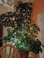 IMG_20250413_210617.jpg
