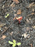 IMG_2998.jpeg