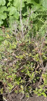 IMG_4148.jpeg