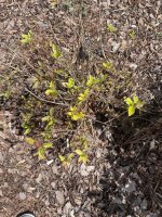 IMG_4147.jpeg