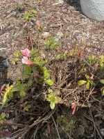 IMG_4146.jpeg