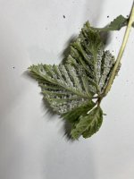 Nellies Birch Leaves Bottom.jpg