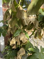 IMG_8927.jpeg
