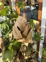 IMG_8923.jpeg