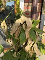 IMG_8926.jpeg