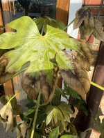 IMG_8925.jpeg