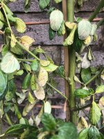 Close up of leaves.jpeg
