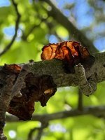 IMG_6901.jpeg
