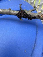 IMG_6903.jpeg