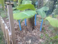 Banana5a.jpg
