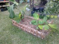 Banana3a.jpg