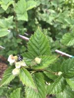 Blackberry Pest.JPG