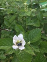 Blackberry Pest 2.JPG
