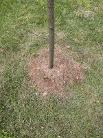 Nellie's popular trunk at soil line.jpg