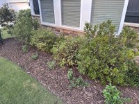 IMG_7409.jpeg