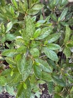 IMG_7408.jpeg