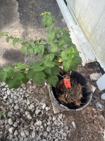 IMG_0783.jpeg
