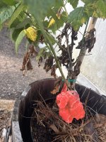 IMG_0785.jpeg