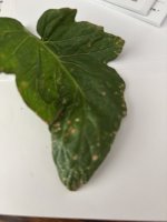 IMG_4874.jpeg