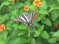 zebra swallowtail.JPG zebra swallowtail.JPG
