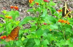 gulf frit and giant swallowtail.JPG gulf frit and giant swallowtail.JPG