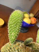 IMG_3456.jpeg