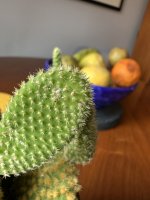 IMG_3455.jpeg