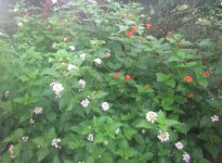 lantana surrounded.JPG lantana surrounded.JPG