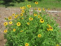 black-eyed susans.JPG