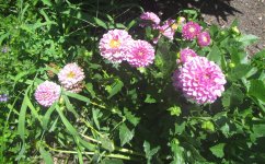 dahails bloom.JPG