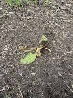 IMG_4186.jpeg