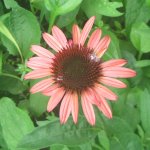coneflower pyrple.JPG coneflower pyrple.JPG