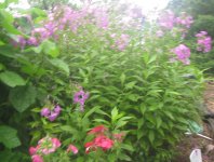 phlox red.JPG phlox red.JPG
