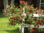 Crimson Cascade in full bloom.jpg