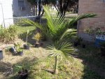 All Of My In Ground Palms 002.JPG