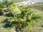 All Of My In Ground Palms 006.JPG