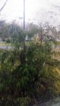 tree3.jpg