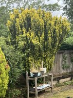 IMG_3809.jpeg