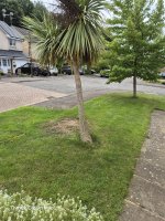 cordyline.jpg