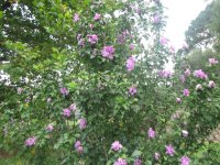 rose of sharon august.JPG rose of sharon august.JPG