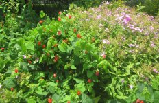 bishops cap august.JPG bishops cap august.JPG