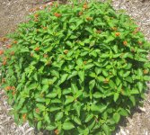 lantana august.JPG lantana august.JPG