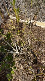 IMG_7307.jpeg