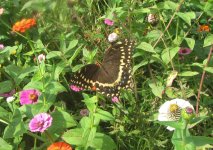 black swallowtail fall.JPG