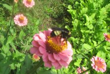 bumble bee fall.JPG