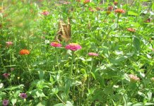 giant swallowtail fall.JPG