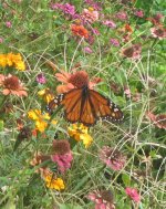 monarchs thanksgiving.JPG monarchs thanksgiving.JPG