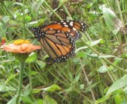 monarchs 2 thanksgiving.JPG monarchs 2 thanksgiving.JPG