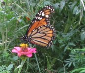monarchs 3 thanksgiving.JPG monarchs 3 thanksgiving.JPG