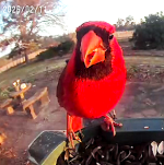 cardinal 2 jpeg.png